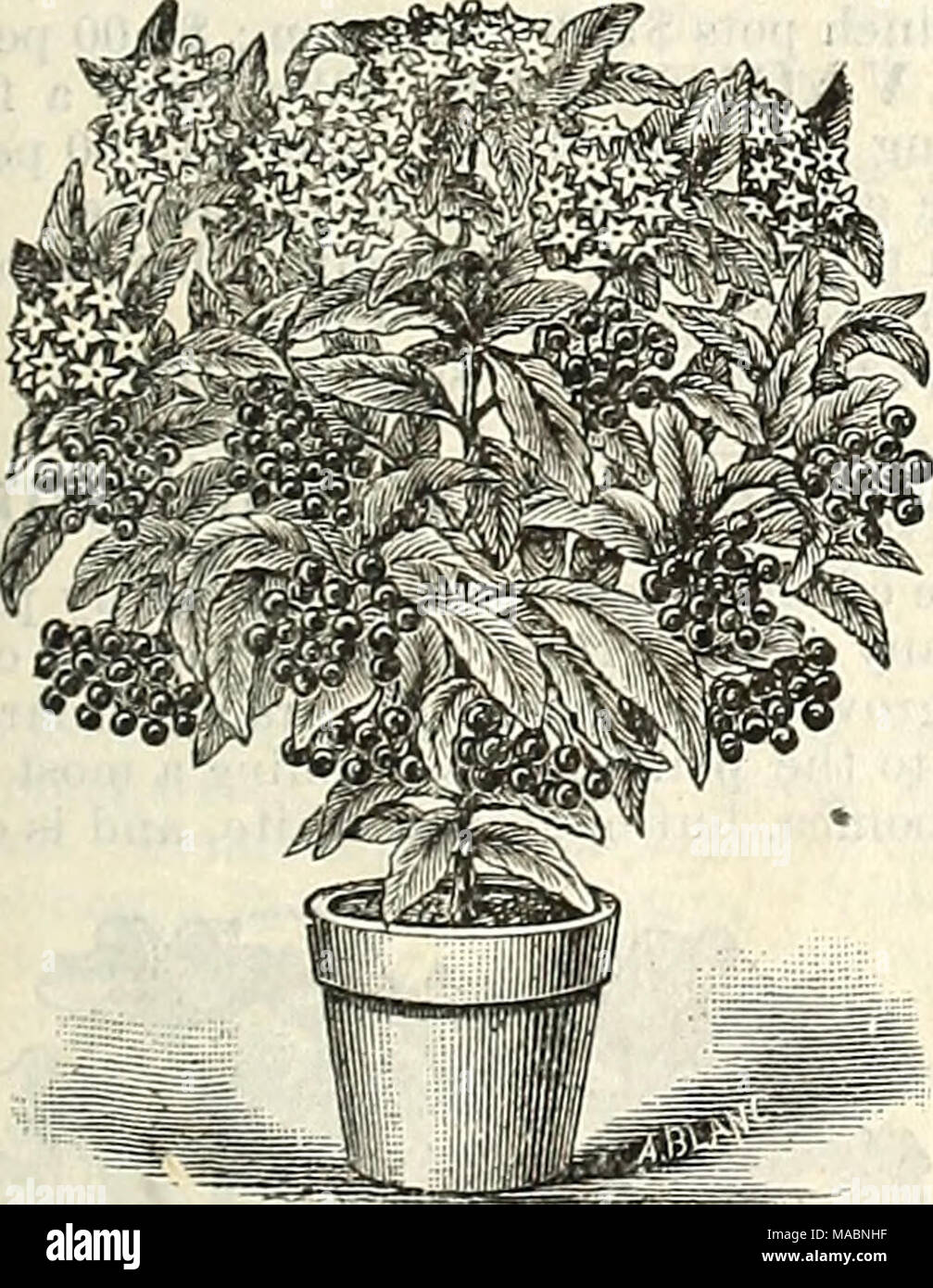 . Dreer's quarterly wholesale price list of seeds, plants &amp;c. : winter edition January 1895 March . Ardisia Crispa. We have fine lots of this most useful plant for holiday use in fine young stock for growing on. 2^ inch pots, 75 cts per doz.; $6.00 per 100. 3 &quot; &quot; 1.25 ' &quot; 10.00 4 &quot; &quot; that will fruit the coming season, $3.50 per dozen. 5 &quot; '* that will fruit the coming season, $5.00 per dozen. Aristolochia Sipho. (DUTCHMAN'S PIPE VINE.) We offer an extra fine stock of this most useful hardy climber in extra strong long vines. §4.00 per doz.; $30.00 per 100. Stock Photo