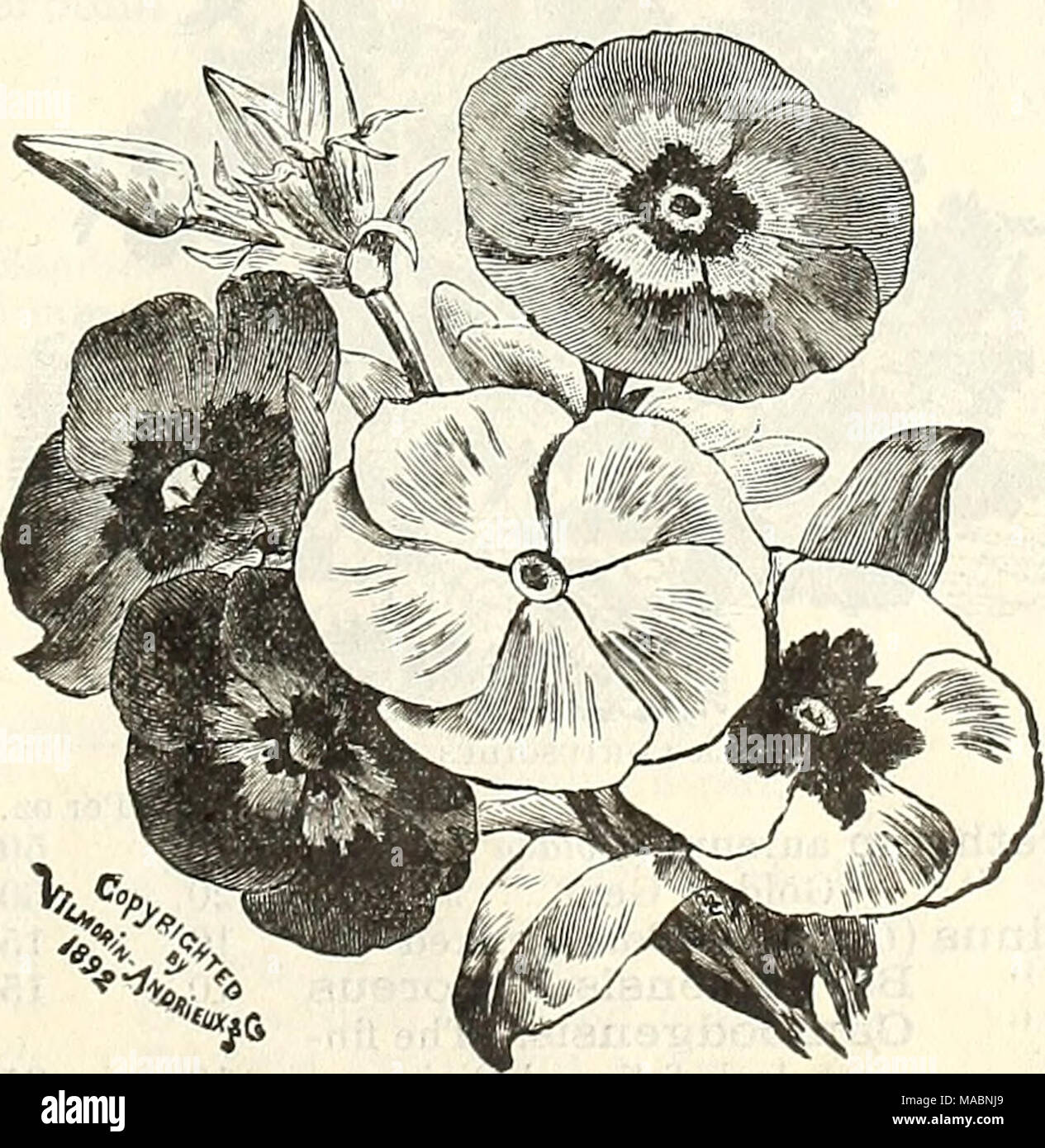. Dreer's quarterly wholesale price list of seeds, plants &amp;c. : winter edition January 1895 March . Phlox Dkummondii Grandiflora. Stock Photo