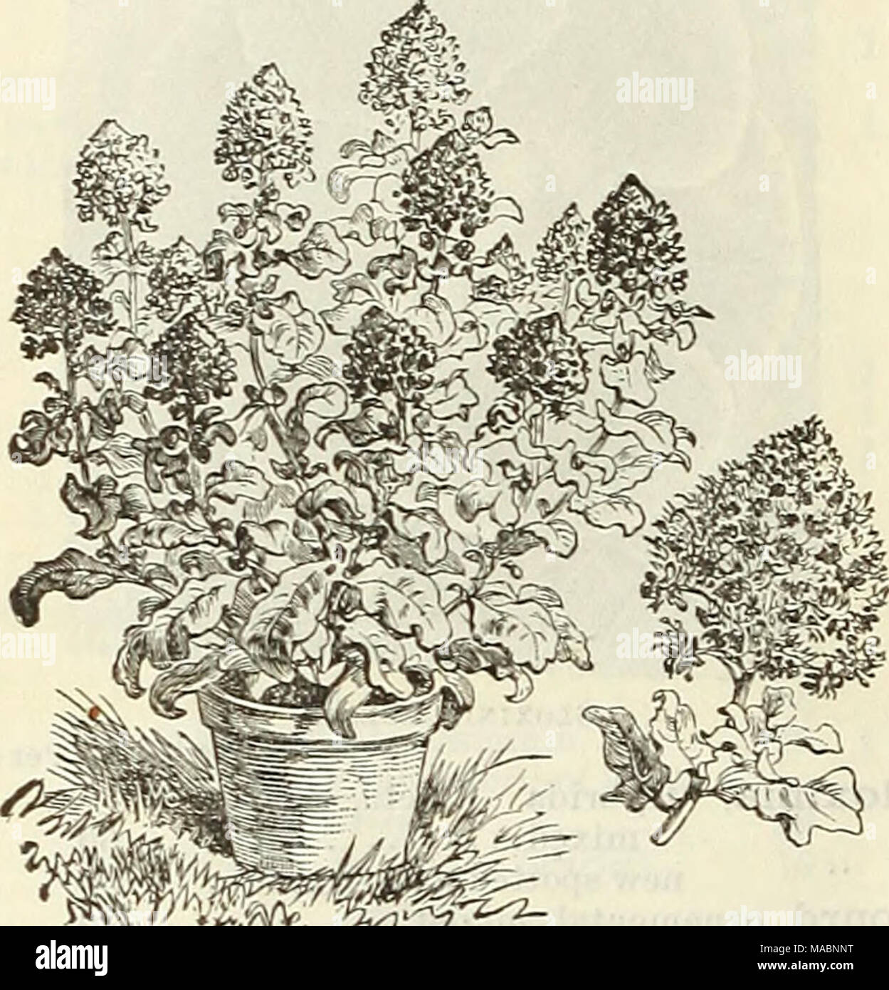 . Dreer's quarterly wholesale price list of seeds, plants &amp;c. : spring edition April 1895 June . Machet Mignonette. Mignonette. Trade Mignonette. Machet {t7-ue) Miles' Spiral '' Gabriel '' Dwarf compact &quot; • Golden Queen &quot; Large flowering, 60c. lb. &quot; Eloise Francis(new), original pkt.'lOO seeds 50 cts &quot; Victoria, dark red Mimulus hybridus, choice, mixed &quot; Moschatus (Musk) Myosotis, Eliza Fanrobert, very desir- able for florists &quot; dissitiflora, pinkish blue.. *' alpestris, blue &quot; Victoria {new) '' palustris, blue &quot; . semperflorens pkt. Per oz. 15 50 10 Stock Photo