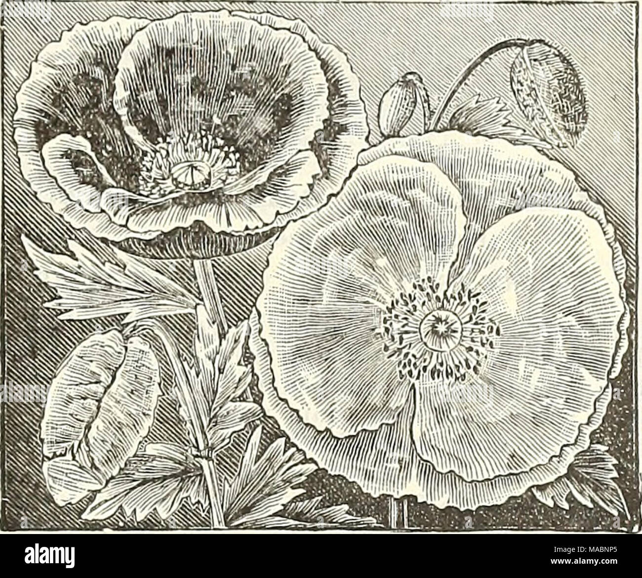 . Dreer's quarterly wholesale price list of seeds, plants &amp;c. : spring edition April 1895 June . SHiKLBY Poppy. Poppy, Double, American Flag. &quot; &quot; Golden Gate... &quot; &quot; Mikado &quot; &quot; Carnation Fid. mixed &quot; &quot; Pseony-Flowered.. â â¢ &quot; Single, Danebrog &quot; &quot; Flag of Truce &quot; &quot; Peacock &quot; &quot; Umbrosum Shirley &quot; &quot; Tulip (P. (jr/fattcMTw). &quot; Iceland (P. Nudicaule) â mixsd Portulaca, double, mixed ' '' single mixed Trade pkt. 20 20 10 10 10 10 20 20 10 15 20 20 30 10 Per oz 00 00 30 15 15 20 00 00 30 50 80 00 00 25 Stock Photo