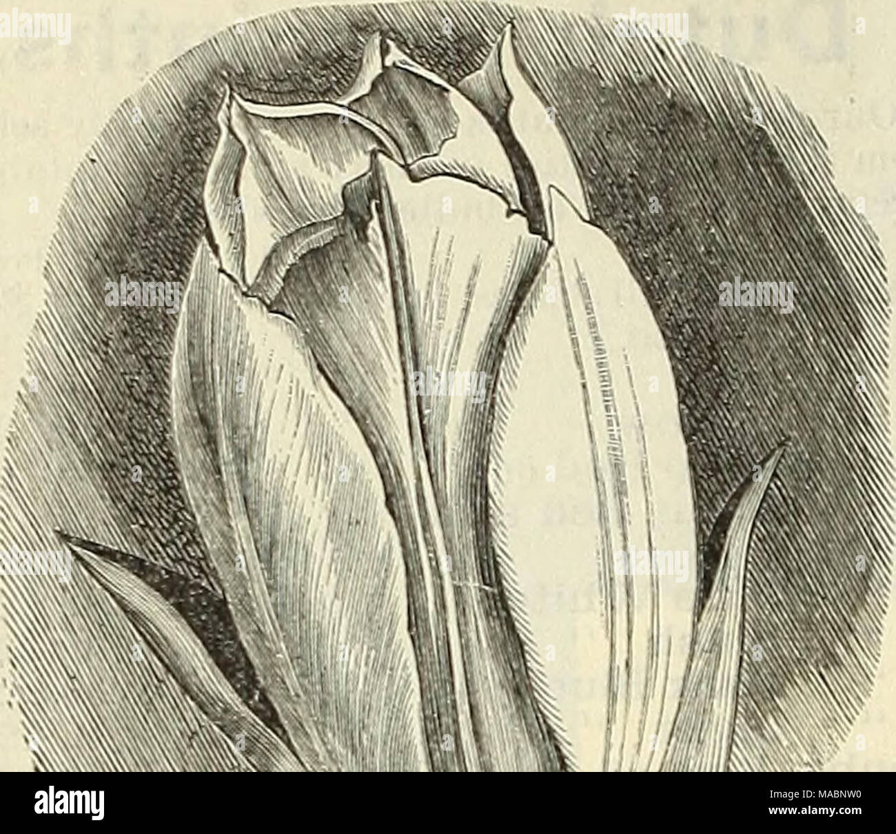 Mf rose hi-res stock photography and images - Alamy