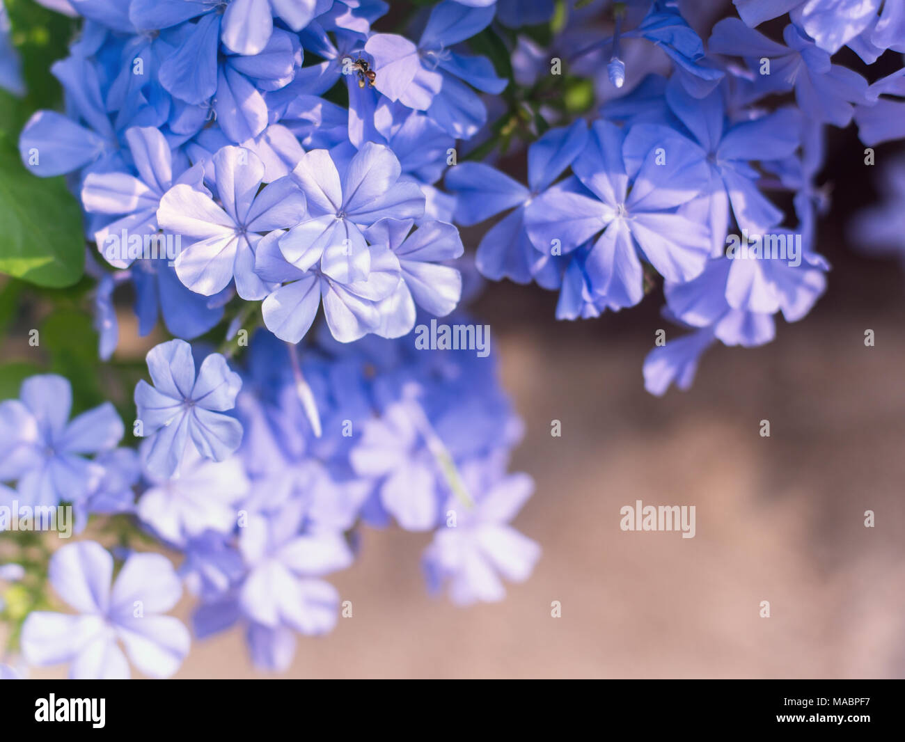 Plumbago Shrub Stock Photos Plumbago Shrub Stock Images Page 2