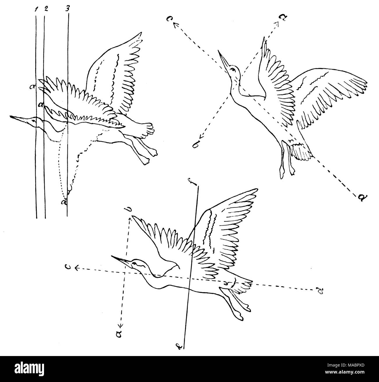 Sketches of Leonardo da Vinci: bird flight Stock Photo