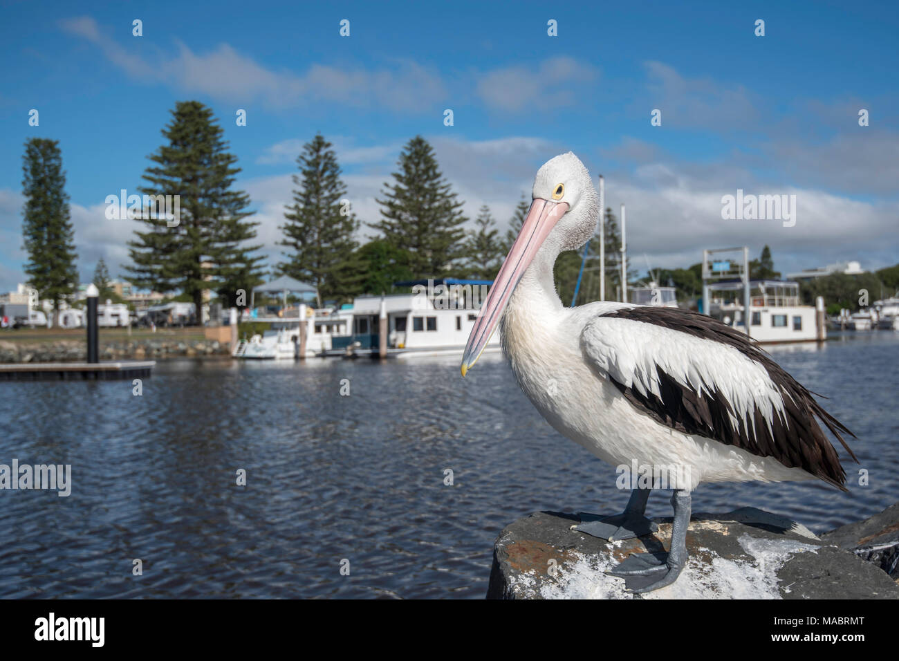 An Australian Pelican (Pelecanus conspicillatus) standing near water on a large rock. In the background are house boats and the Forster Caravan Park Stock Photo