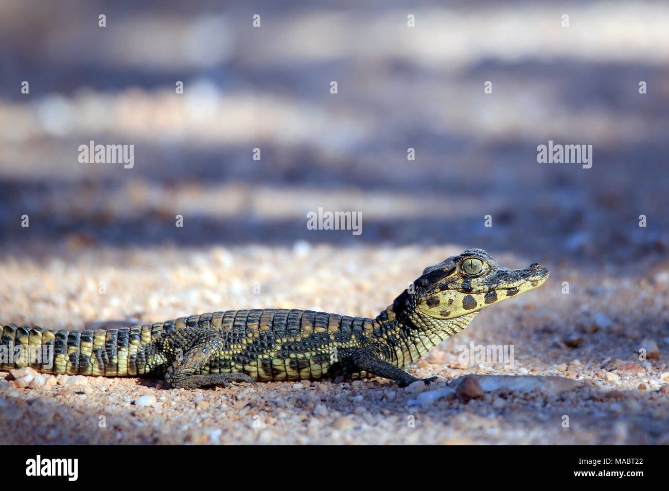 Tiny Baby Caiman Crossing the Road (Caiman crocodilus) Pantanal, Brazil Stock Photo