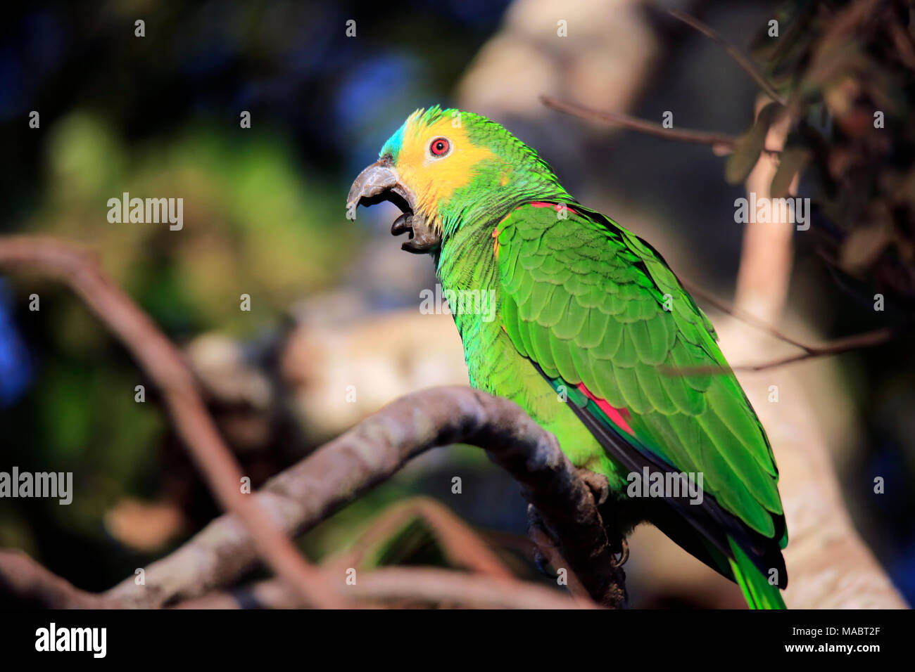 Turquoise-fronted Amazon (Amazona aestiva, aka Turquoise-fronted Parrot) Yawning. Pantanal, Brazil Stock Photo
