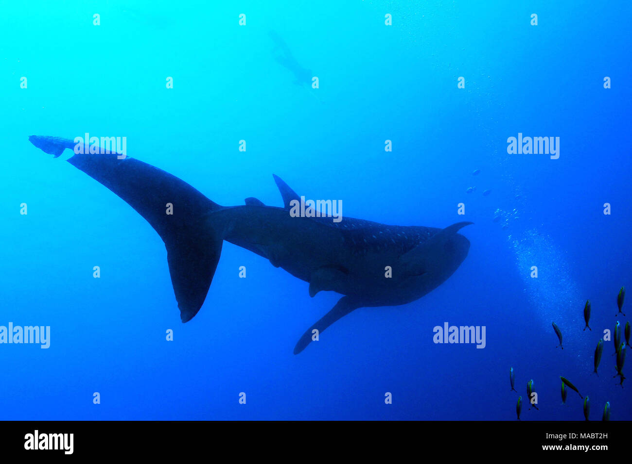 Whale Shark Silhouette, with Snorkeler by the Surface. South Ari Atoll, Maldives Stock Photo