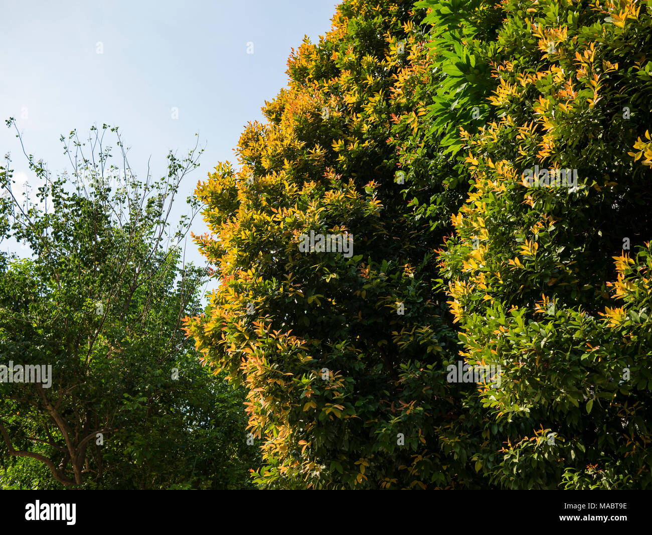 A beautiful photo of a tree green and yellow leaves, taken on a sunny ...