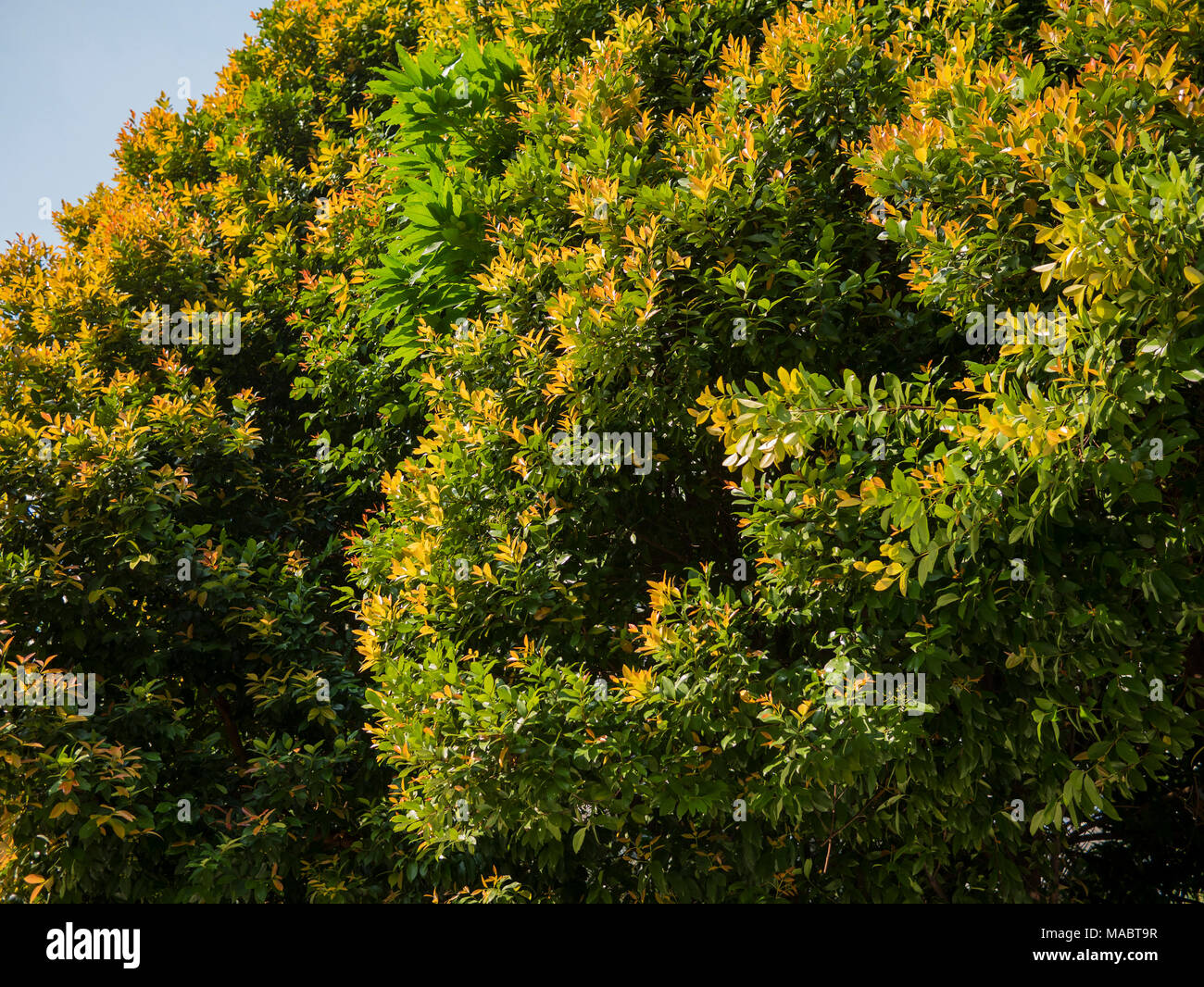 A beautiful photo of a tree green and yellow leaves, taken on a sunny ...