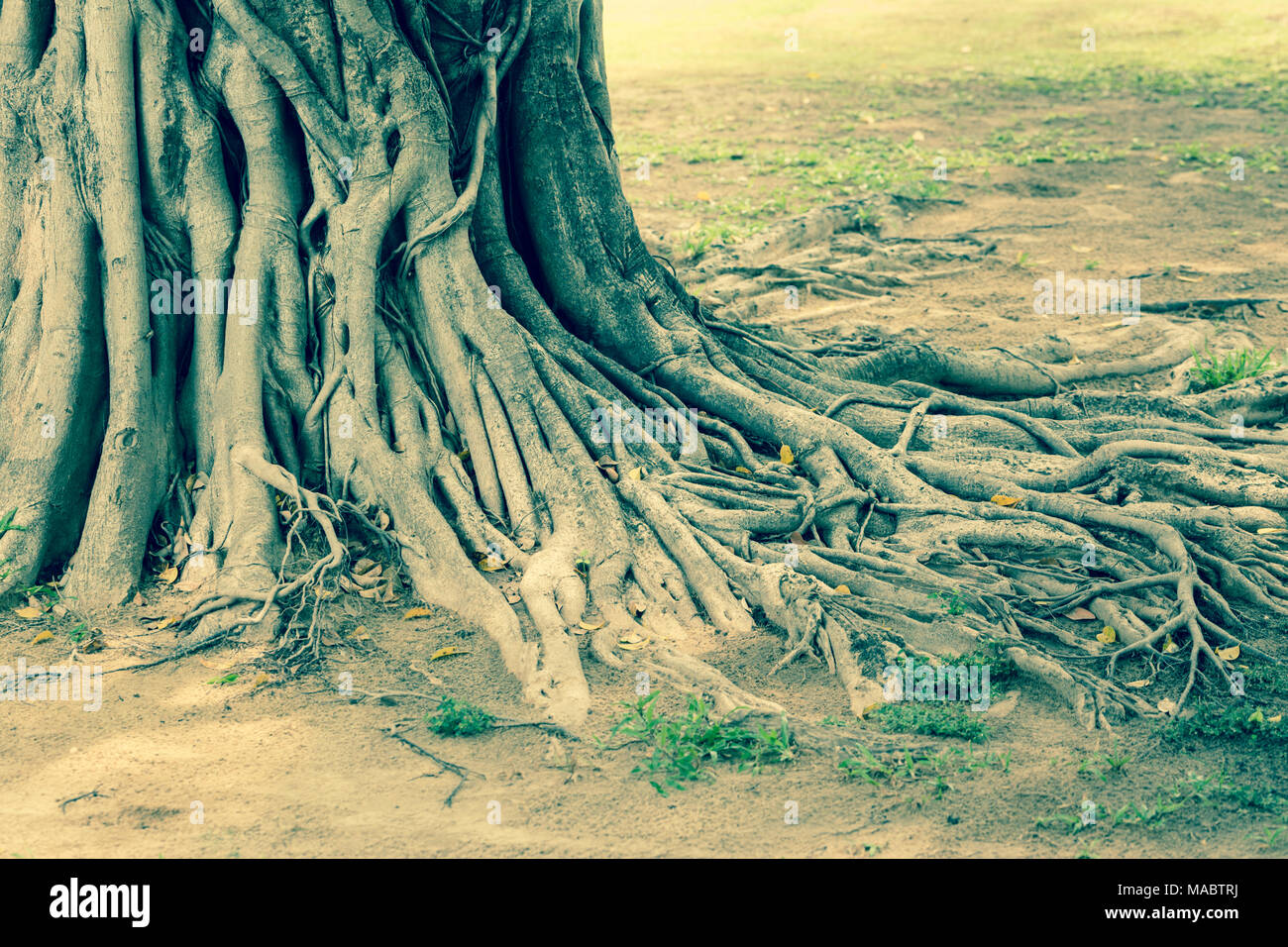 Big trunk and roots of old banyan tree Stock Photo - Alamy Big trunk and roots of old banyan tree Stock Photo - Alamy