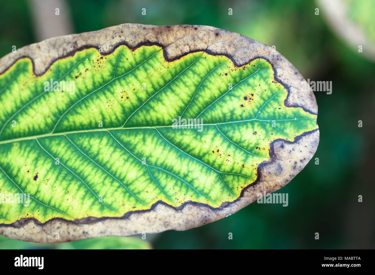 green leaves in close up nature background , vintage style Stock Photo ...