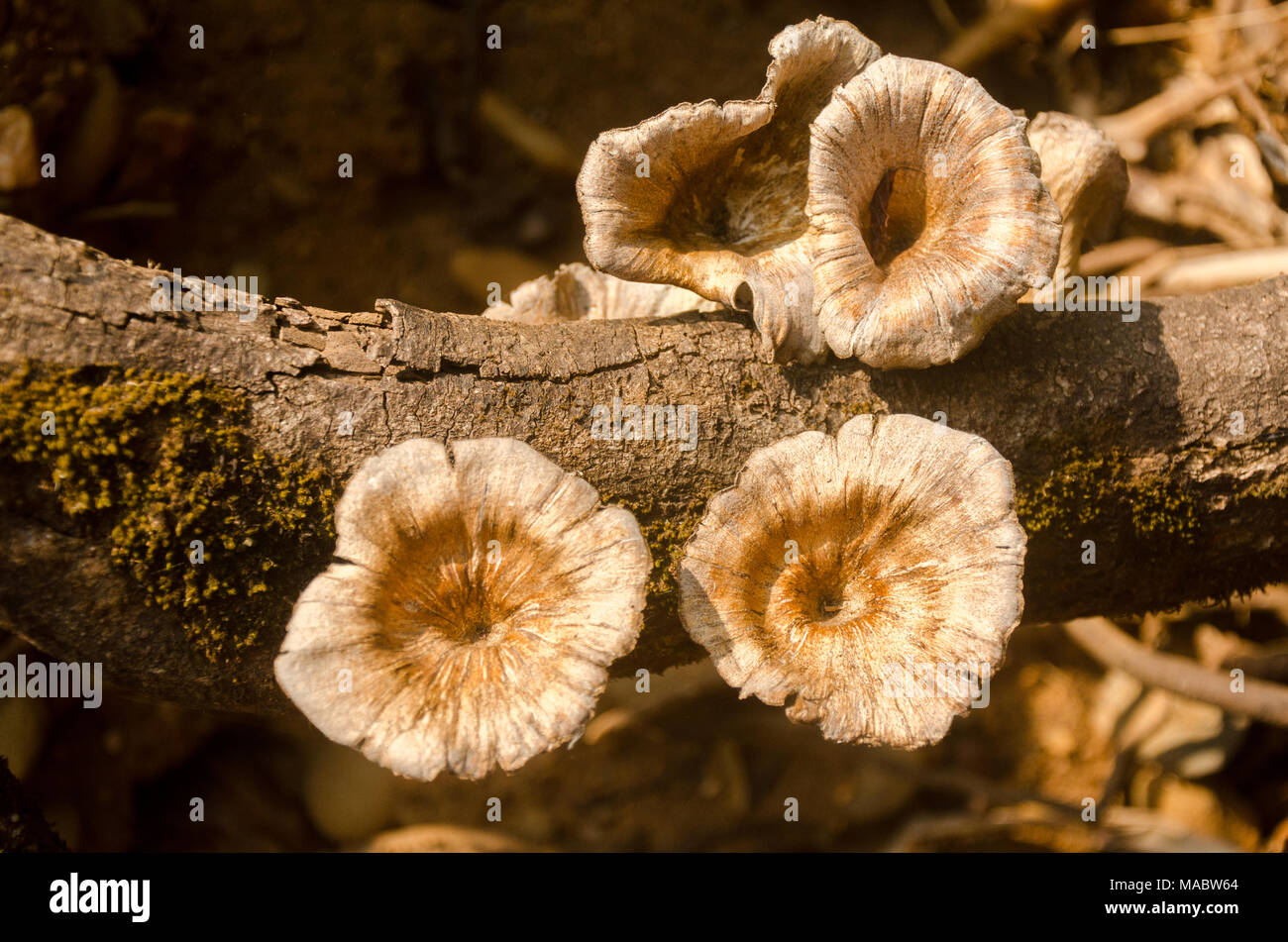 Wood fungi growth on dead tree log Stock Photo Alamy
