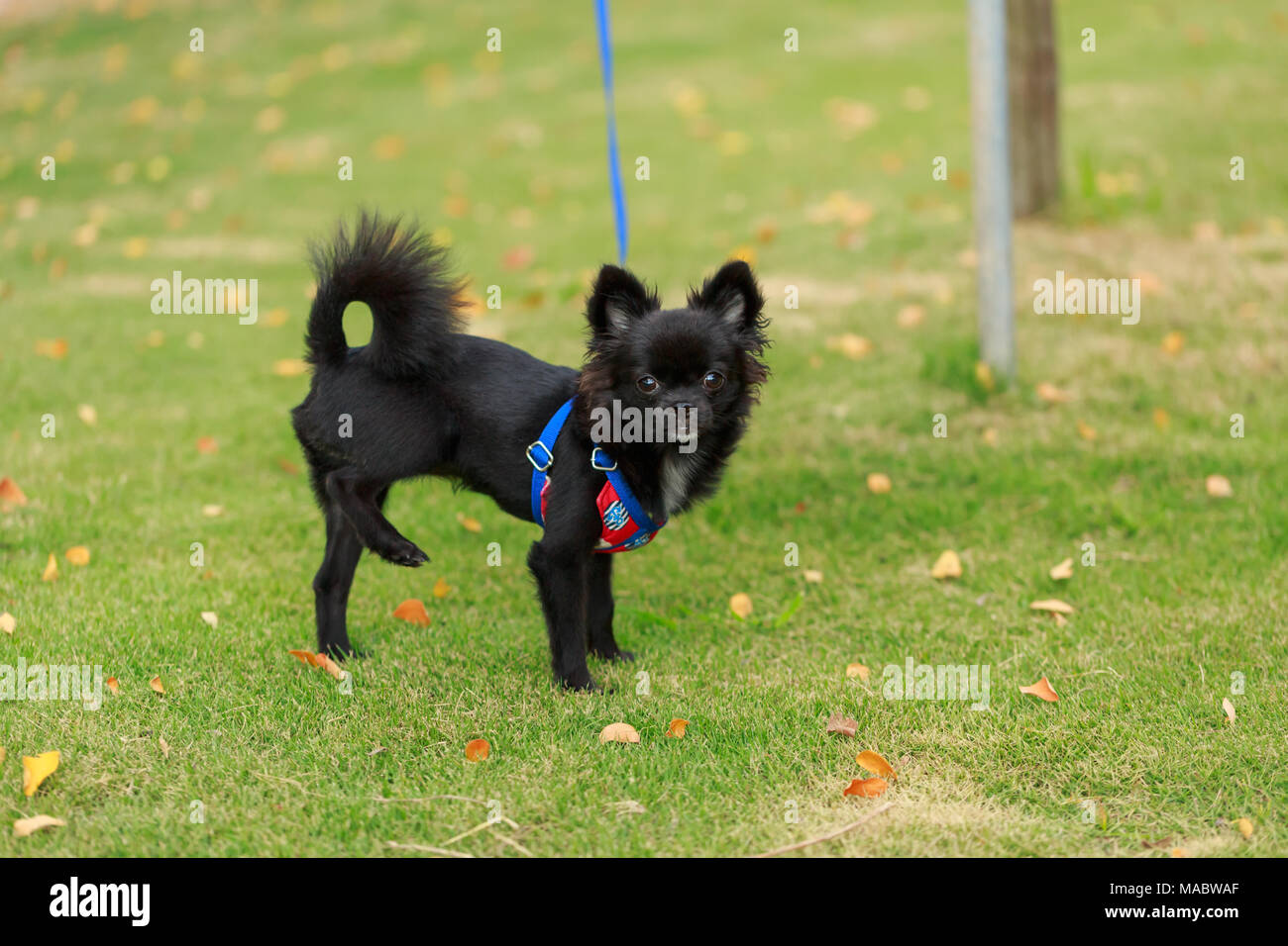 Small Black dog Lifting back paw Stock Photo Alamy