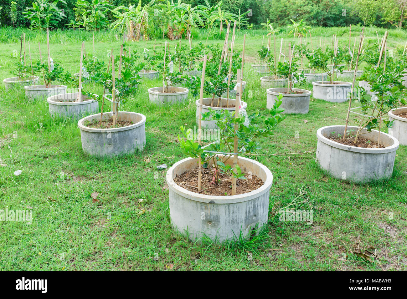 Lime tree in the cement pot Stock Photo Alamy