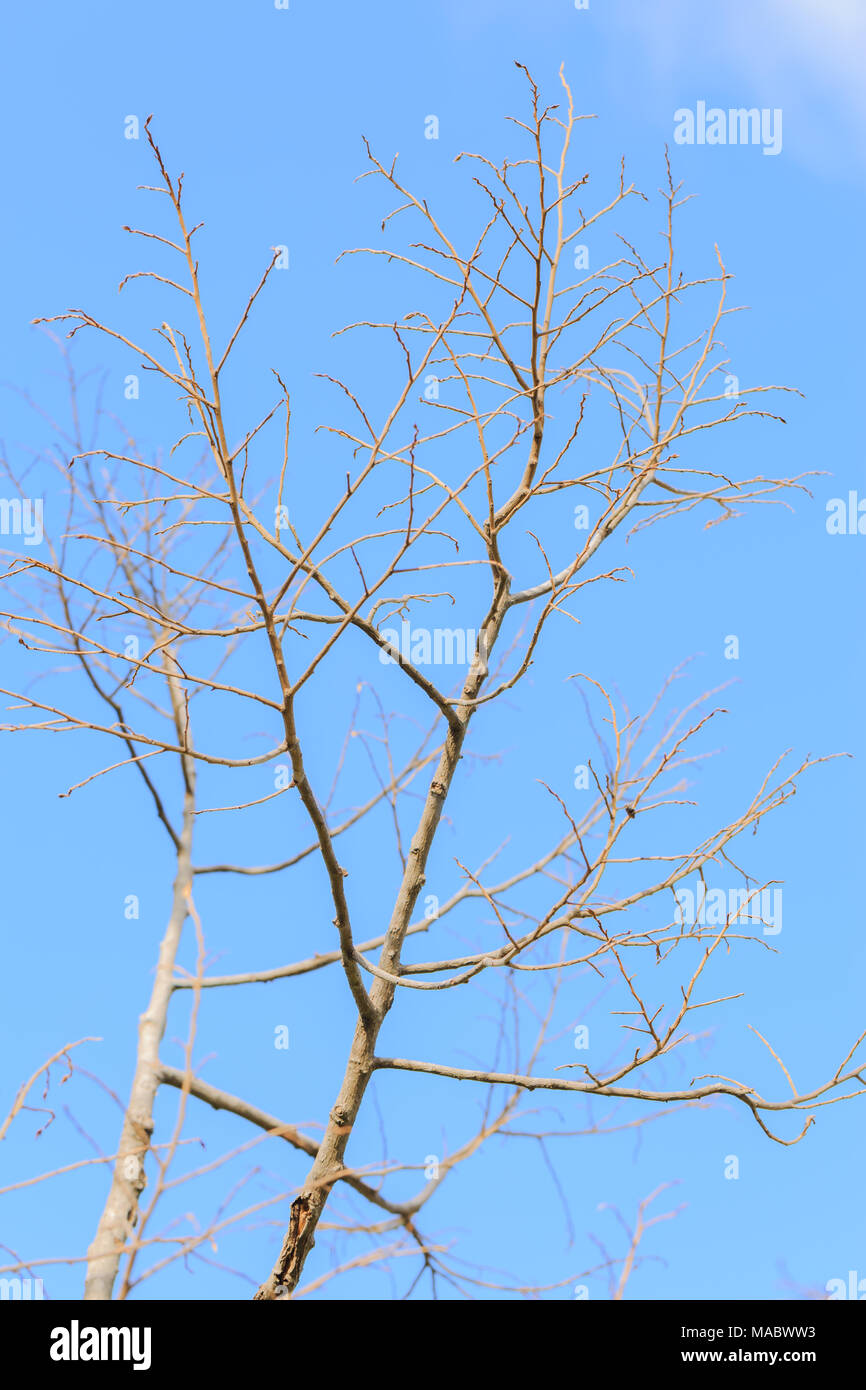 Dry tree on cloudy and blue sky Stock Photo - Alamy