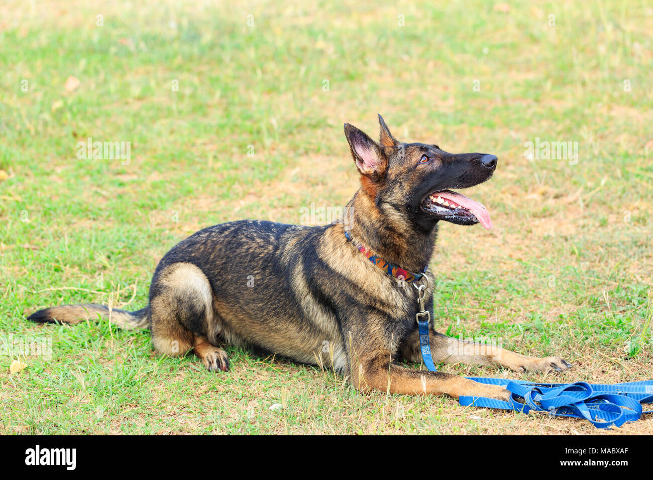 large german shepherd