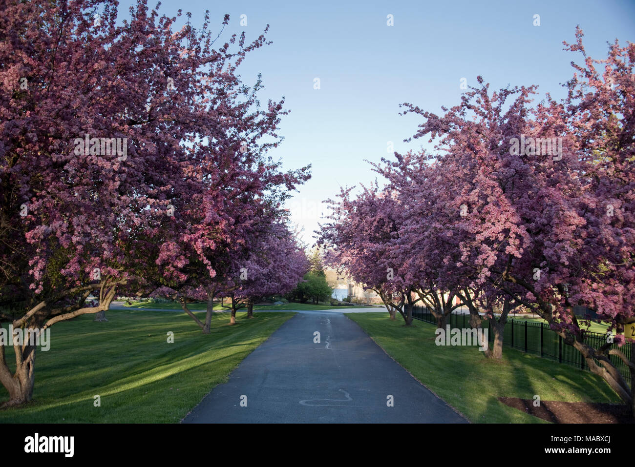 Cherry blossom trees, Holland, Michigan, USA Stock Photo Alamy