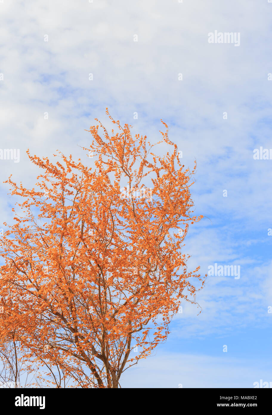 Orange Leaves From Manila Tamarind Tree In Blue Sky Background Stock Photo Alamy