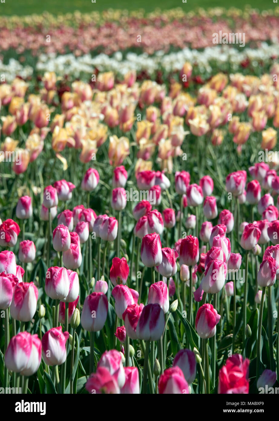 Tulips in Holland, Michigan, USA Stock Photo Alamy