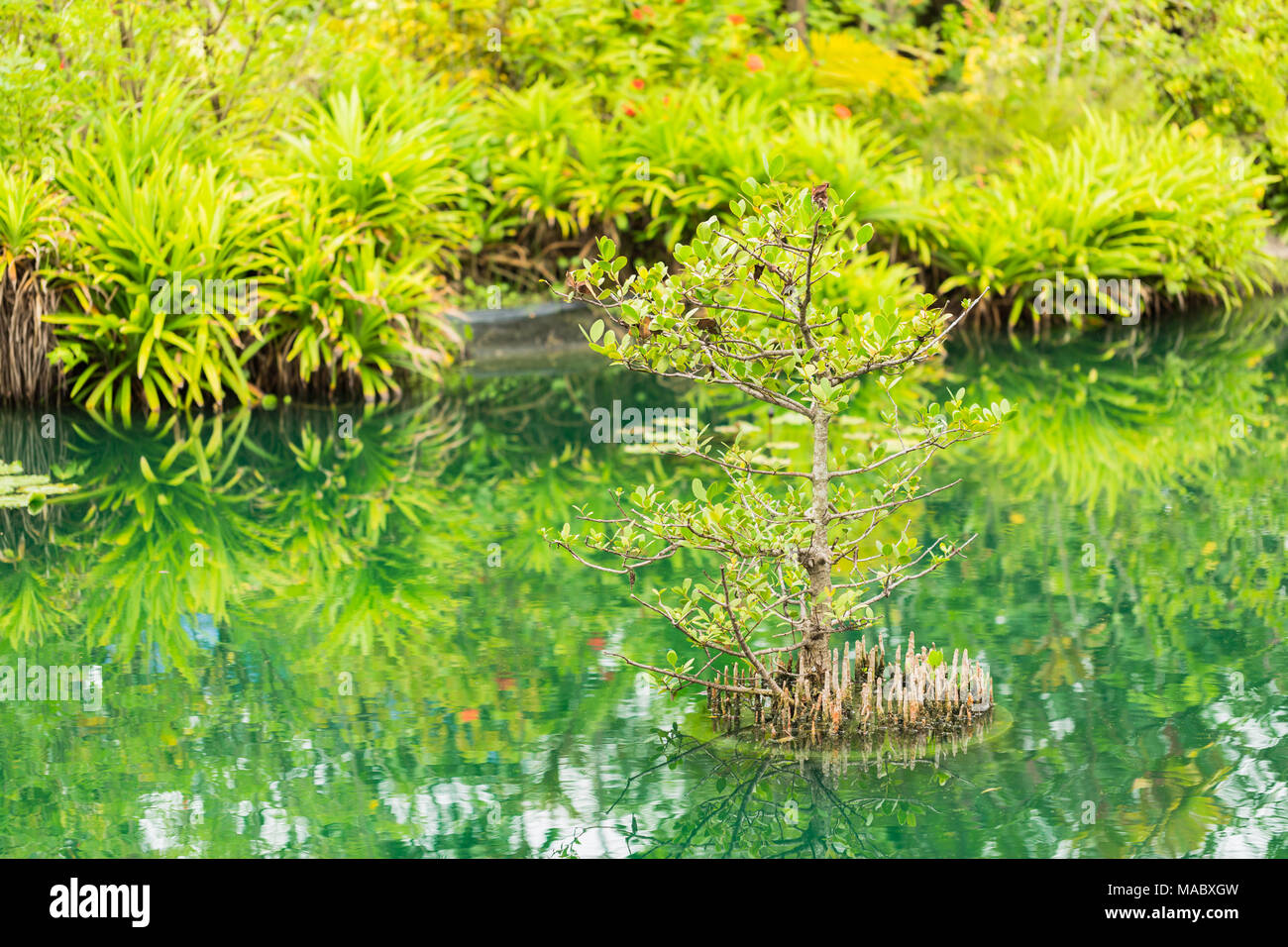 mangrove in the green Pond Stock Photo