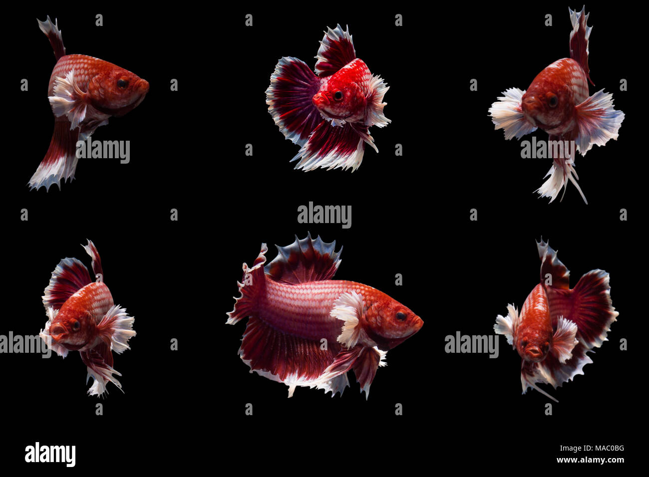 moving moment of big ear red siamese fighting fish,Betta splendens isolated on black background. Stock Photo