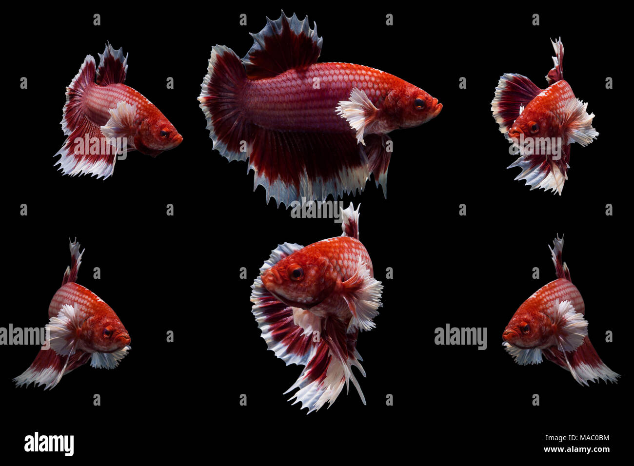 moving moment of big ear red siamese fighting fish,Betta splendens isolated on black background. Stock Photo