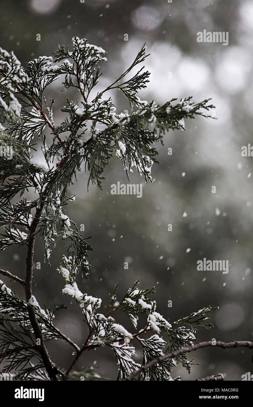 Winter in Yosemite National Park, California, USA Stock Photo