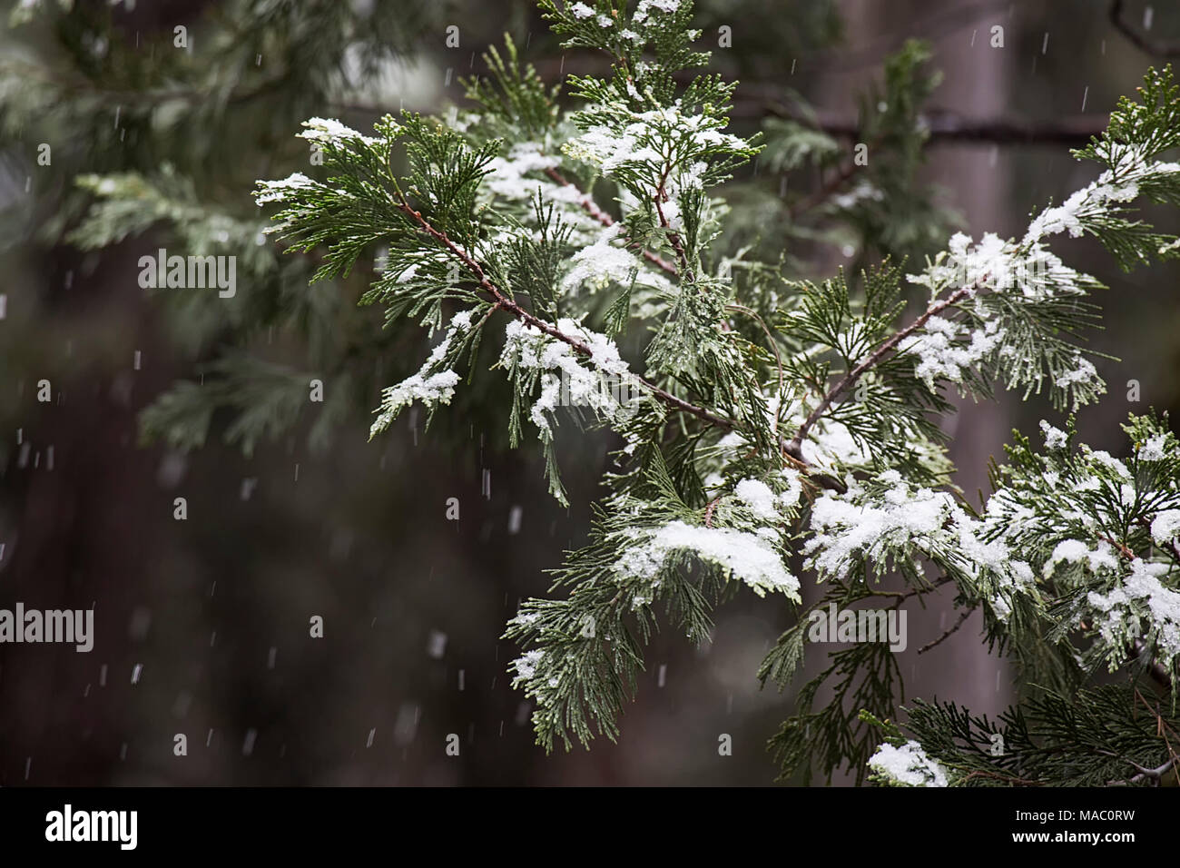 Winter in Yosemite National Park, California, USA Stock Photo