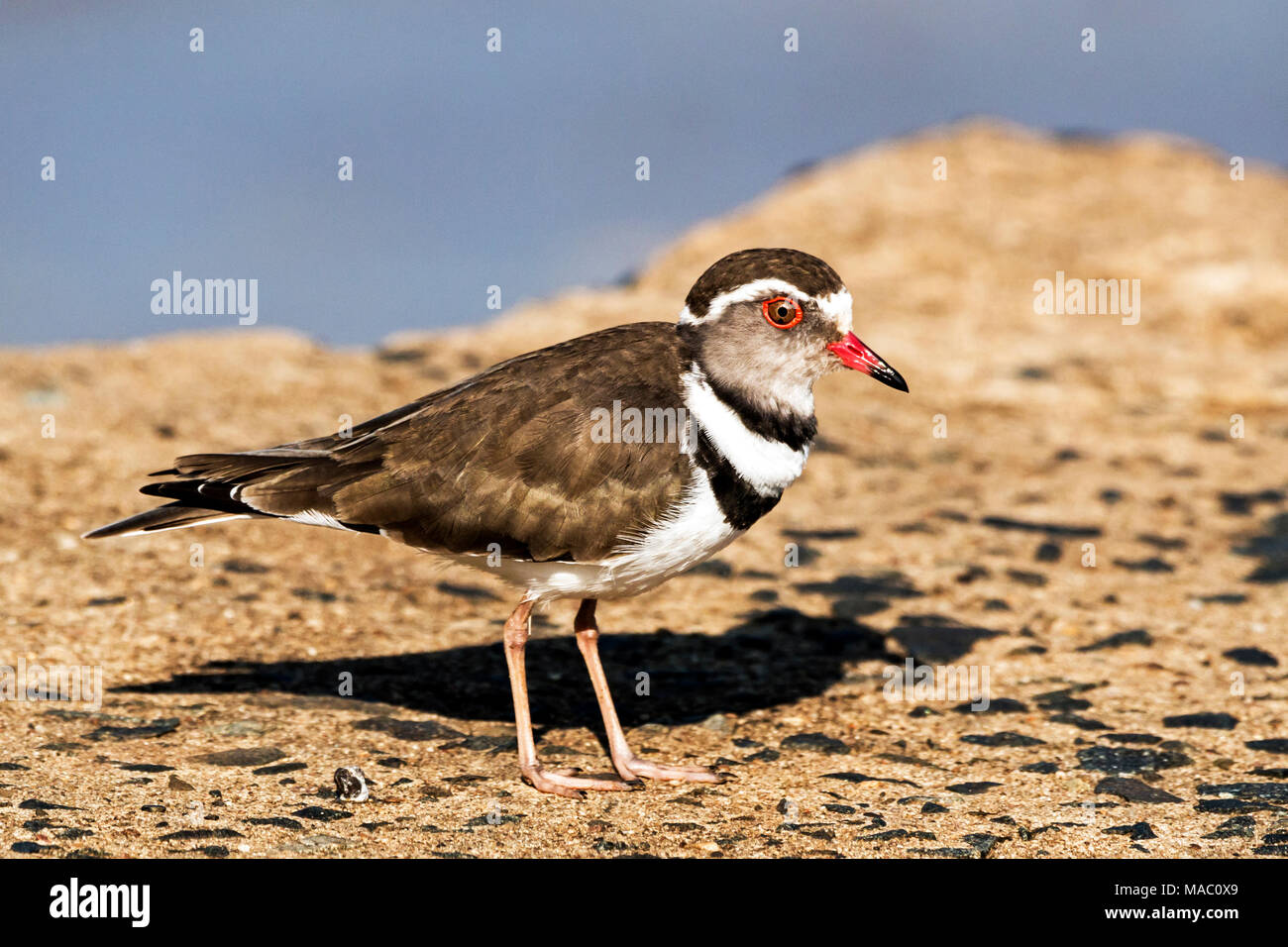 Close up of single coloful Three Banded plover bird standing on concrete bridge at Imfolozi-Hluhluwe game reserve in Zululand, KwaZulu Natal, South Af Stock Photo
