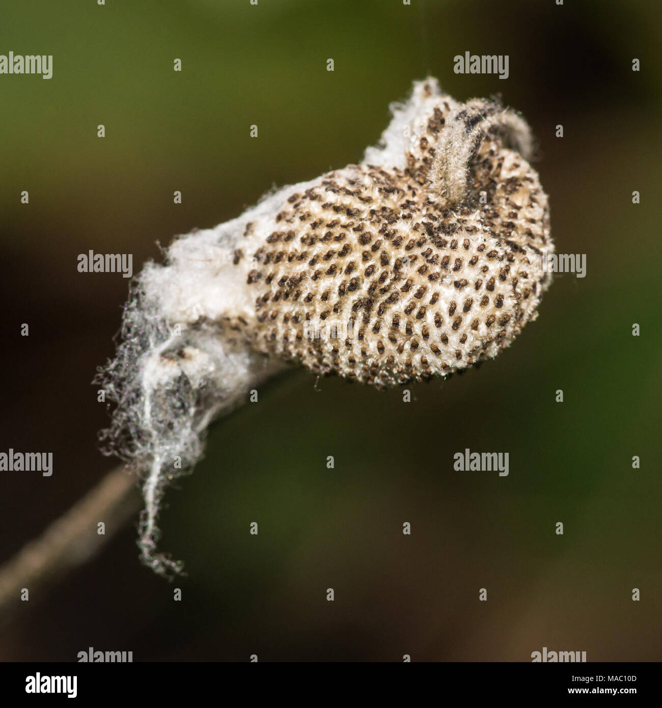 A macro shot of a japanese anemone seed capsule. Stock Photo