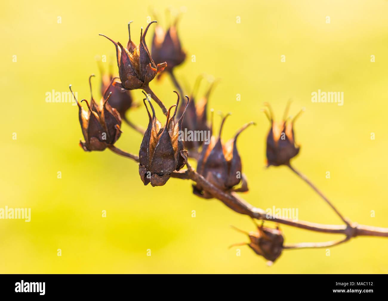 Close up seed group hi-res stock photography and images - Alamy