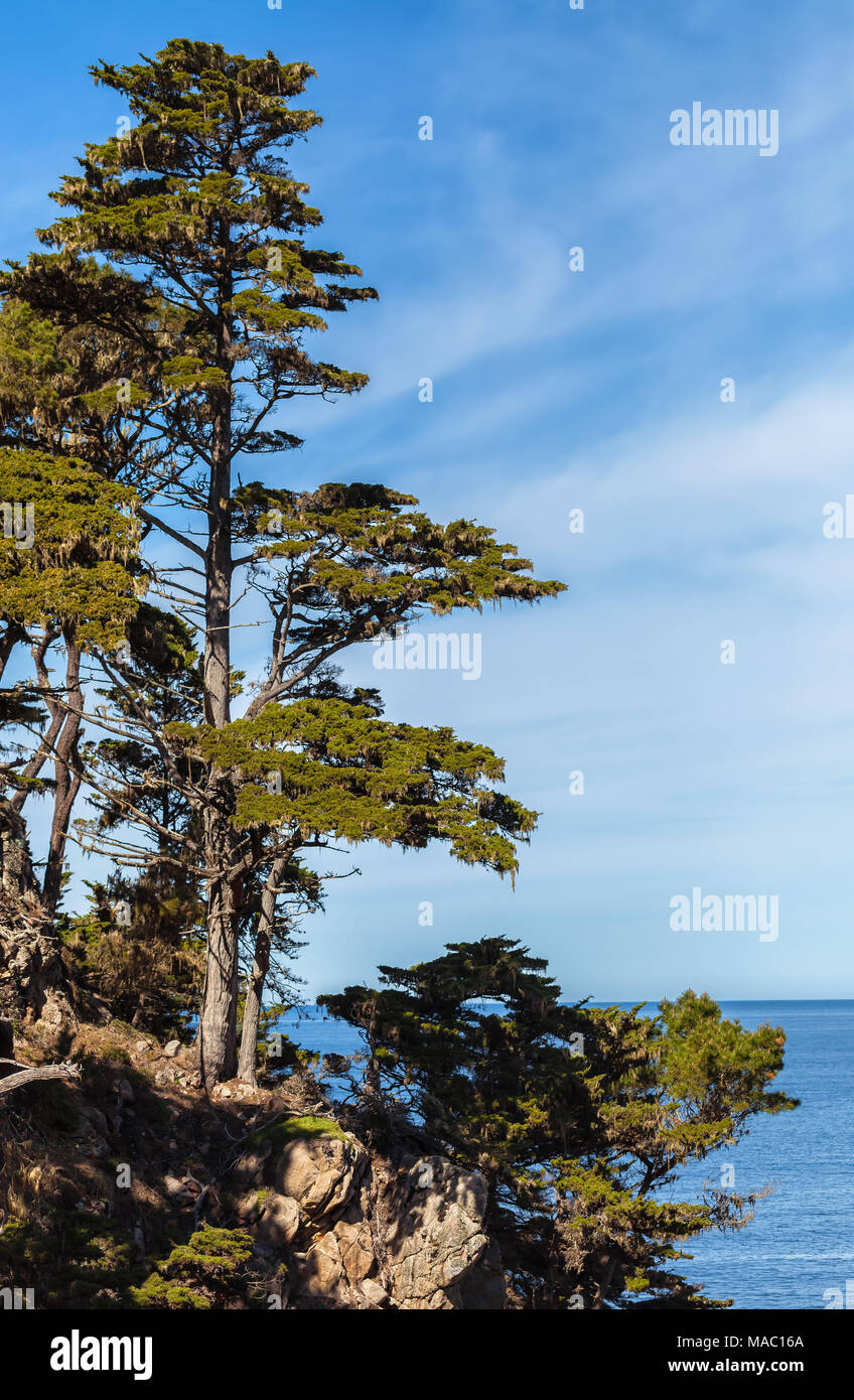 Monterey cypress trees grow along the California coast at Point Lobos