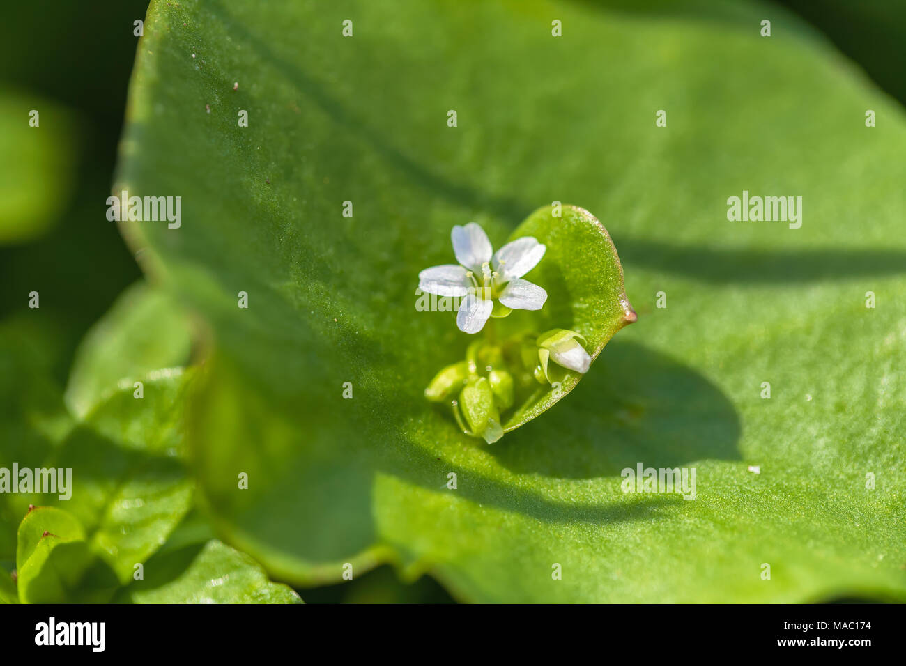 Miner's lettuce (Claytonia perfoliata) flowers bloom in early spring in Point Lobos State Natural Reserve, California, United States. Stock Photo