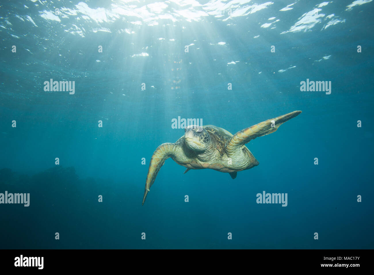 Underwater Sea Turtle Flying in Clear Blue Tropical Water, Hawaii Stock ...