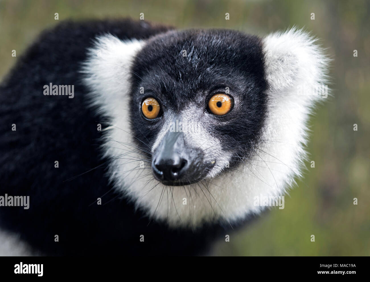 Black-and-white ruffed lemur (Lemur varecia variegata), Lemuridae family, Ankanin Ny Nofy, Madagascar Stock Photo