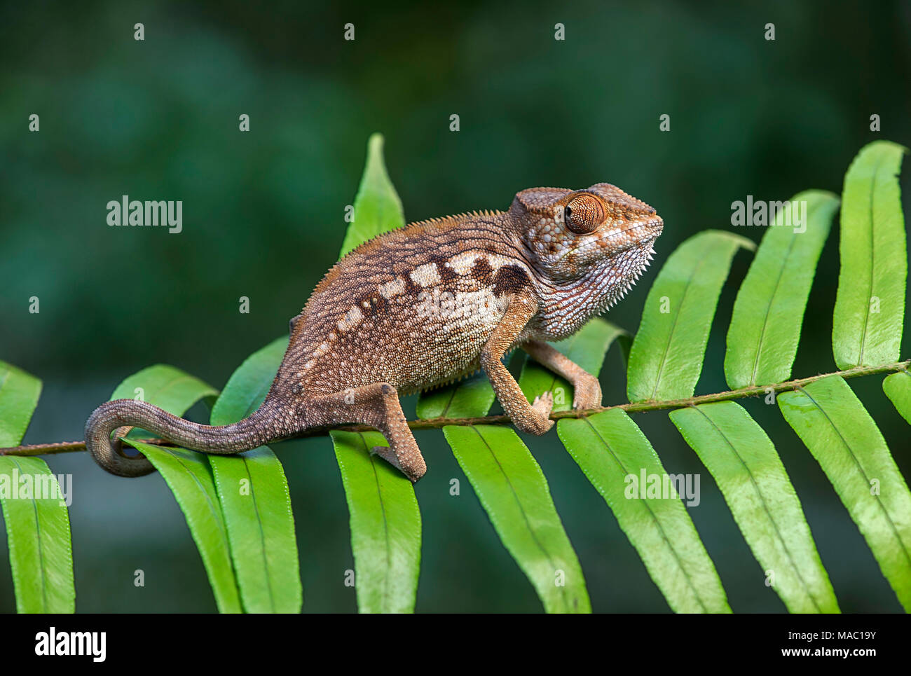 Panther chameleon (Furcifer pardalis), (Chameleonidae), endemic to Madagascar, Ankanin Ny Nofy, Madagascar Stock Photo