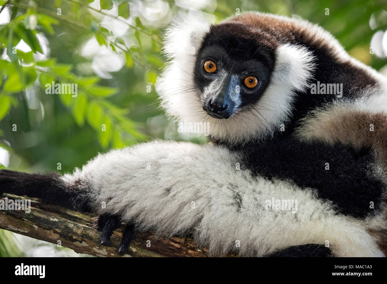 Black-and-white ruffed lemur (Lemur varecia variegata), Lemuridae family, endemic to Madagascar, Ankanin Ny Nofy, Madagascar Stock Photo