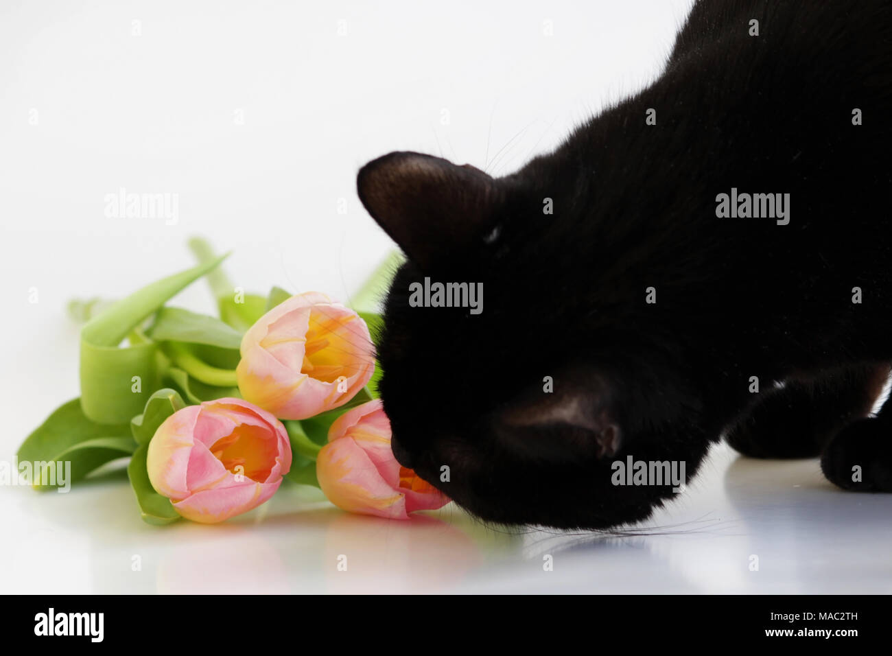 three pink orange tulips and a black cat that smells them on a white