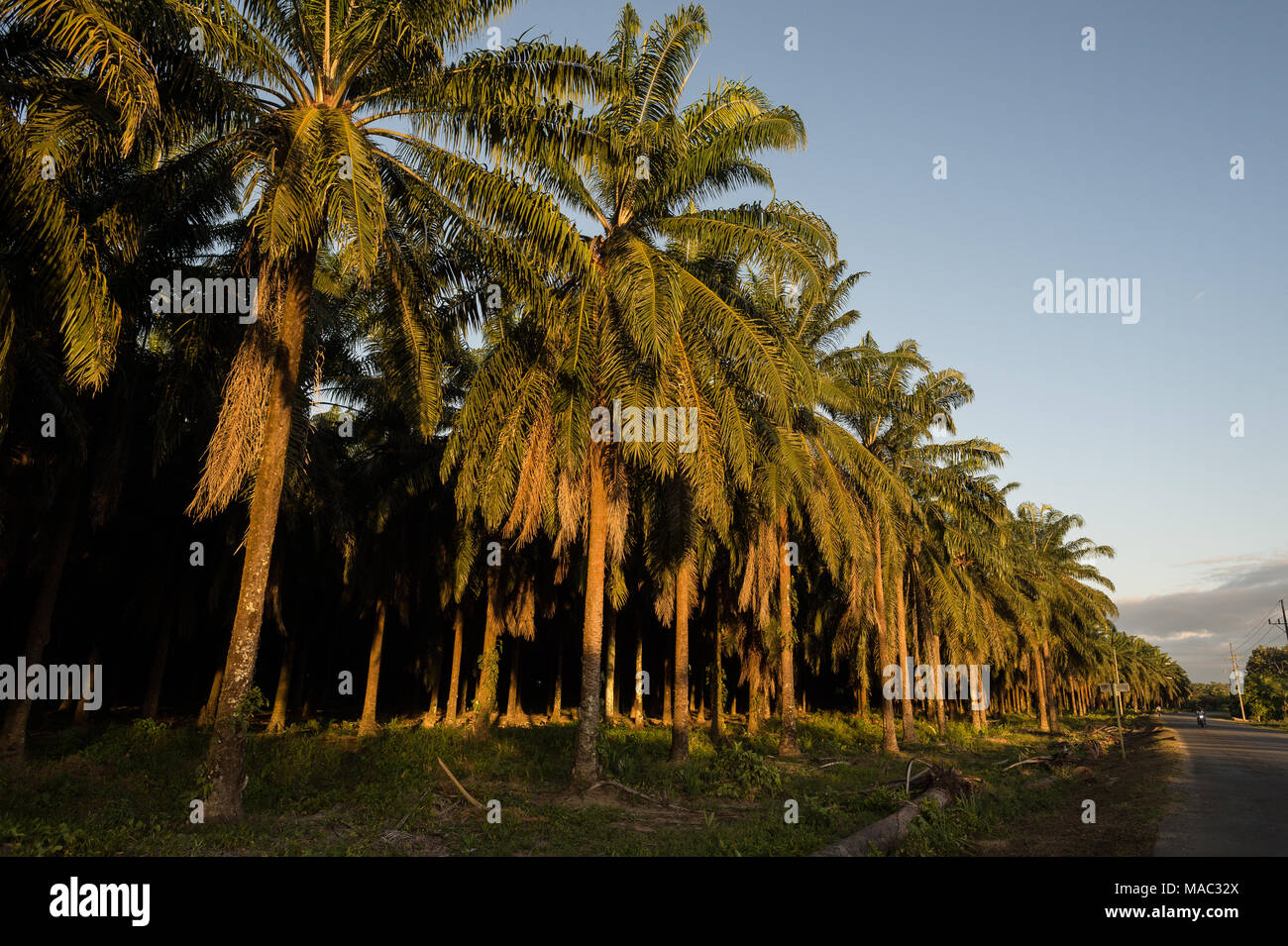Palm oil plantations, Elaeis guineensis, Arecaceae,  Sierpe, Costa Rica, Centroamerica Stock Photo
