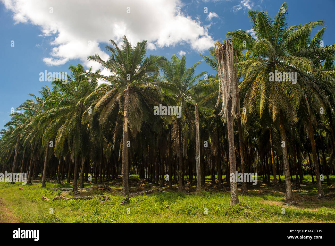 Palm oil plantations, Elaeis guineensis, Arecaceae,  Sierpe, Costa Rica, Centroamerica Stock Photo