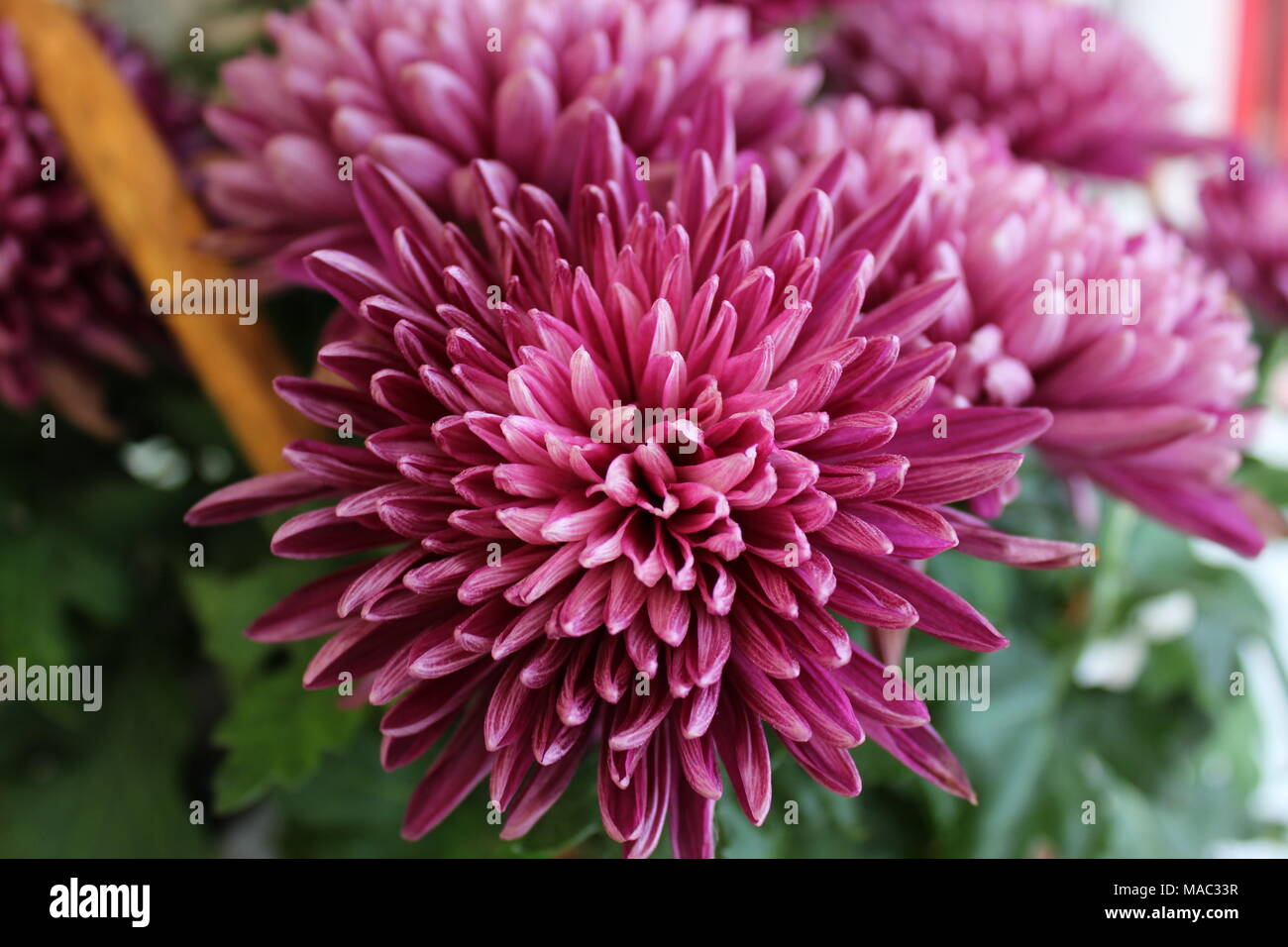 Japanese chrysanthemum hires stock photography and images Alamy