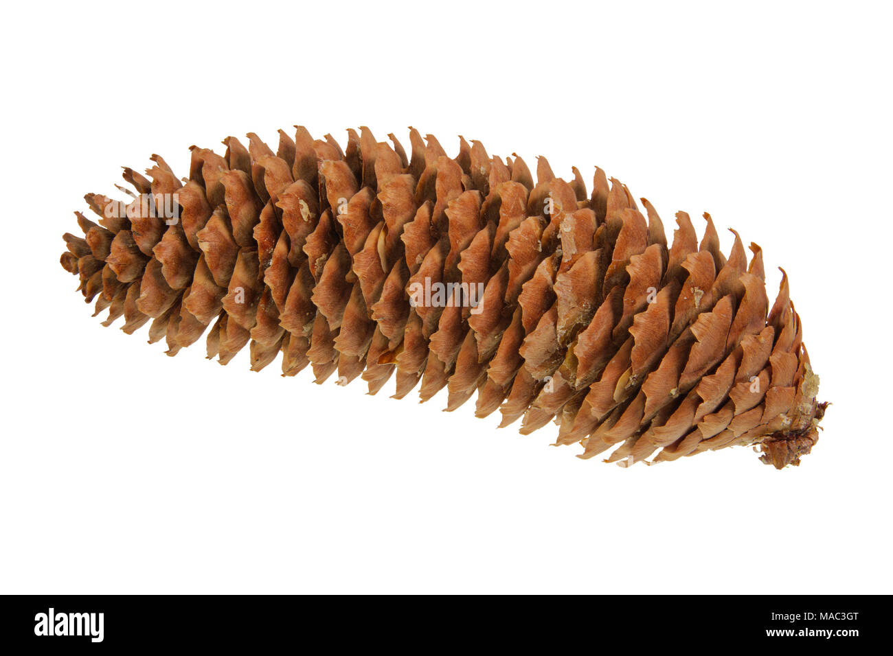 Spruce cone isolated on a white background Stock Photo
