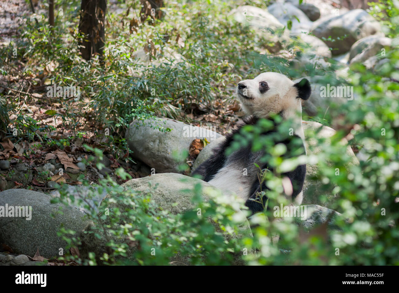 Giant panda lying on rock in the forest, Chengdu,  China Stock Photo