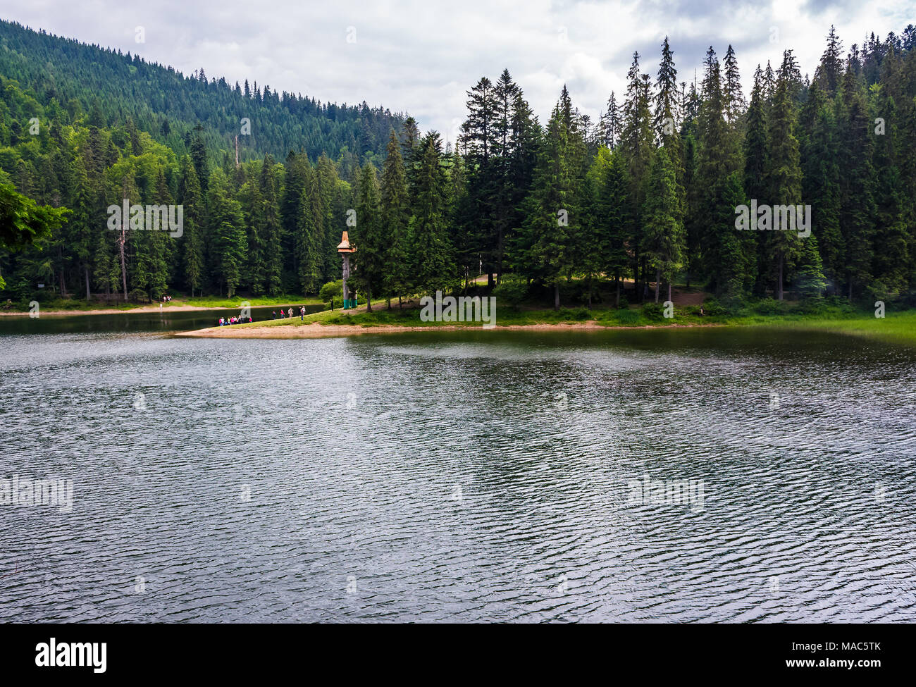 beautiful spruce forest around the lake. lovely nature scenery of Synevyr National Park. group of tourists on the shore in the distance Stock Photo