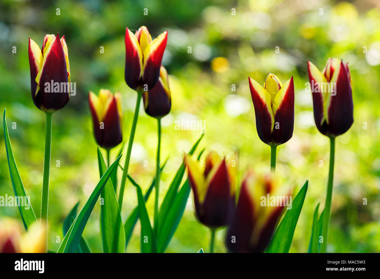Blurred outdoor park scene in hi-res stock photography and images - Alamy