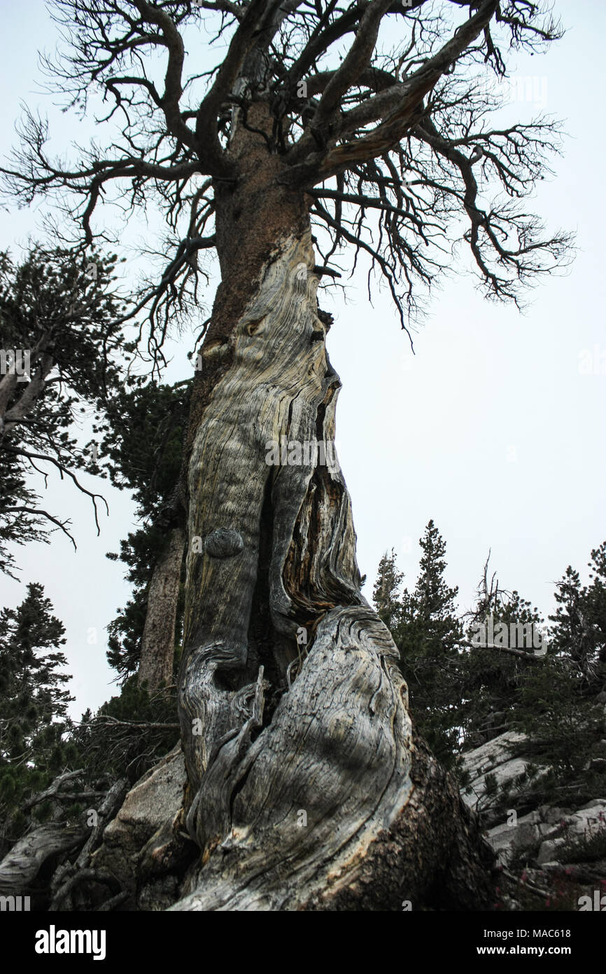 Dead Tree in the woods of Yosemite National Park with a beautiful