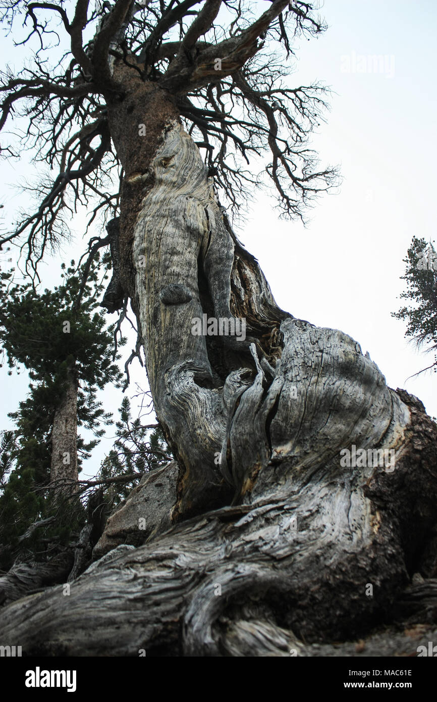 Dead Tree in the woods of Yosemite National Park with a beautiful