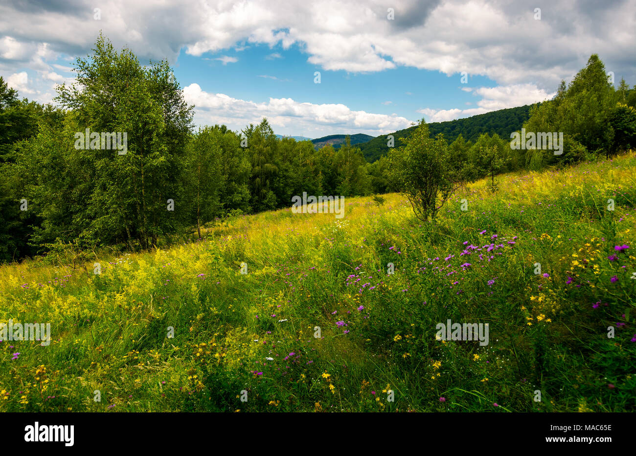 meadow with wild herbs among the forest in summer. beautiful nature scenery in mountains on a cloudy day Stock Photo