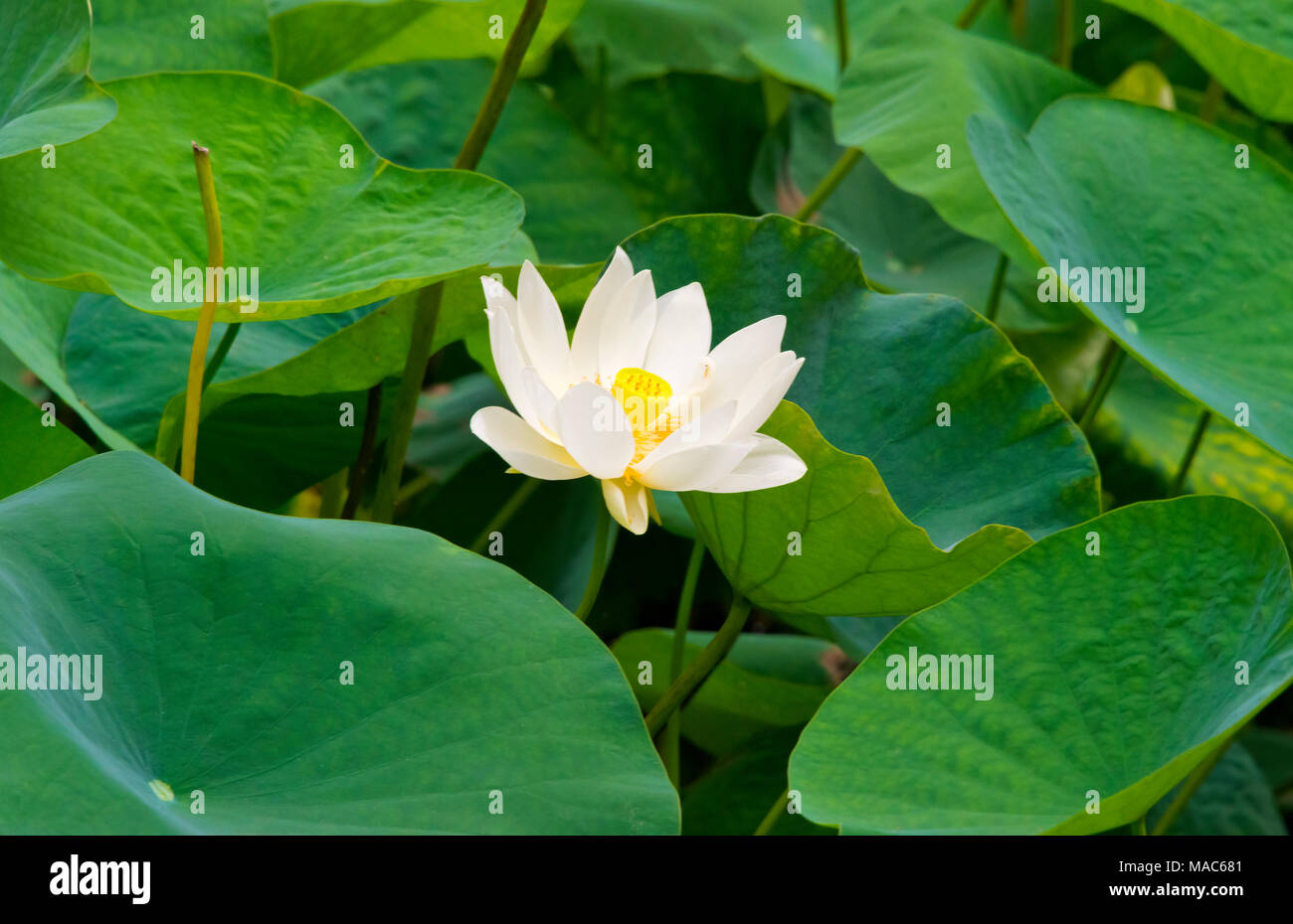 Chinese lotus flower hires stock photography and images Alamy