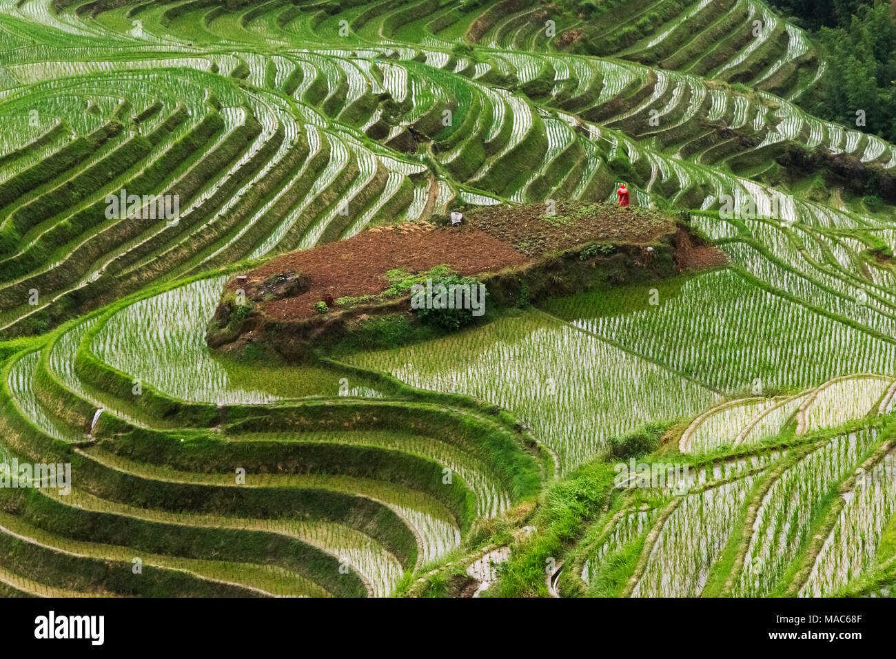 Terraces with newly planted rice seedlings in the mountain, Longsheng, Guangxi Province, China Stock Photo